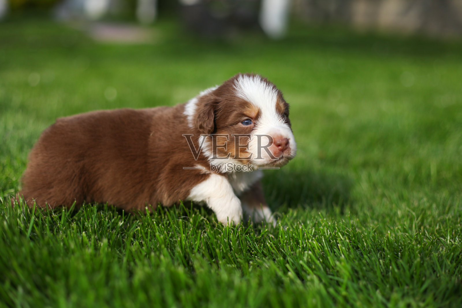 黑色和棕色的澳大利亚牧羊犬小狗在花园里照片摄影图片