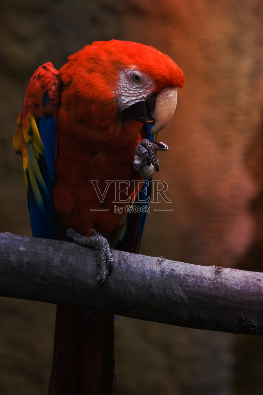 红色的鹦鹉照片摄影图片