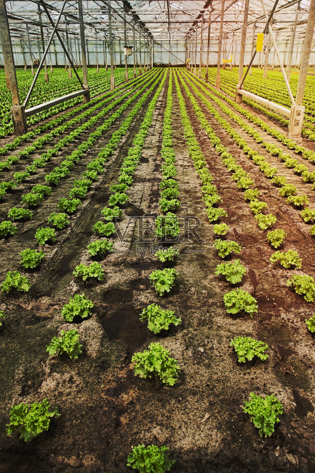 在温室里种植新的沙拉幼苗照片摄影图片