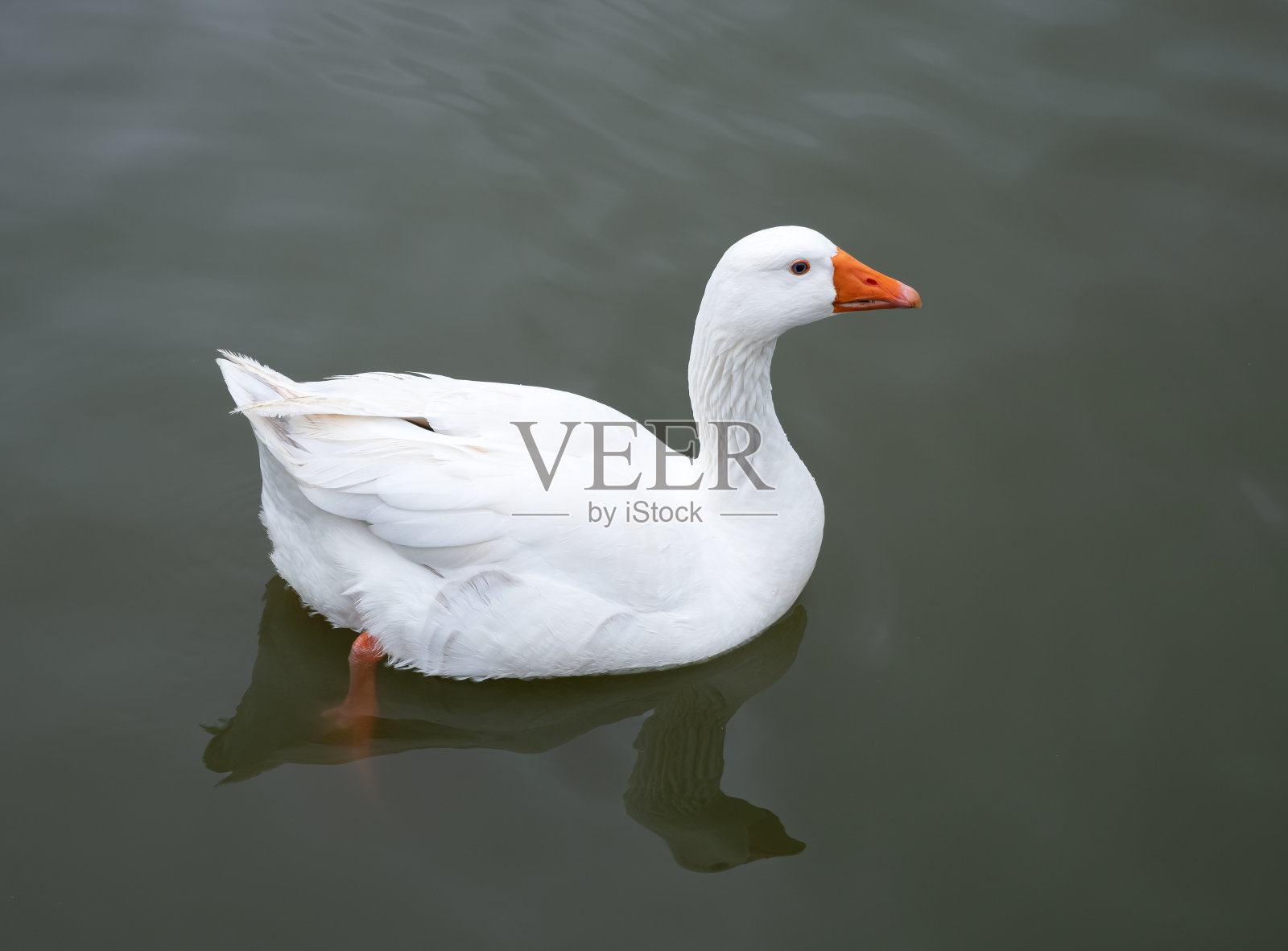 湖中白鸭照片摄影图片