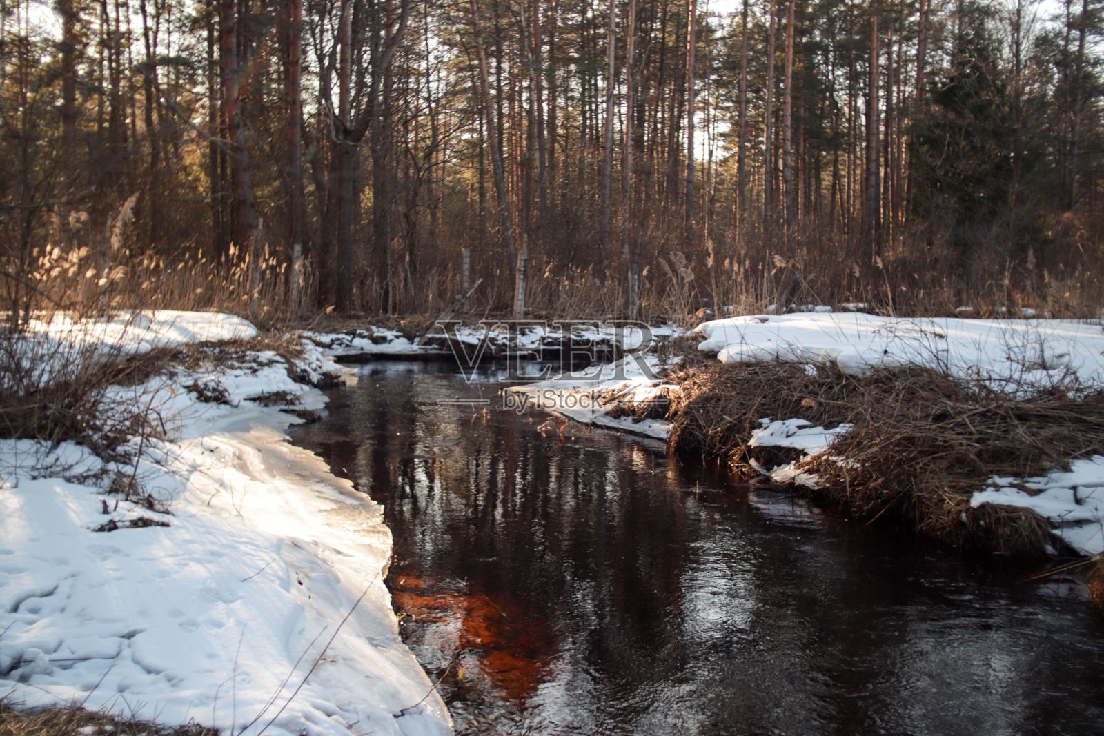 近距离拍摄的河流与树木在冬天照片摄影图片