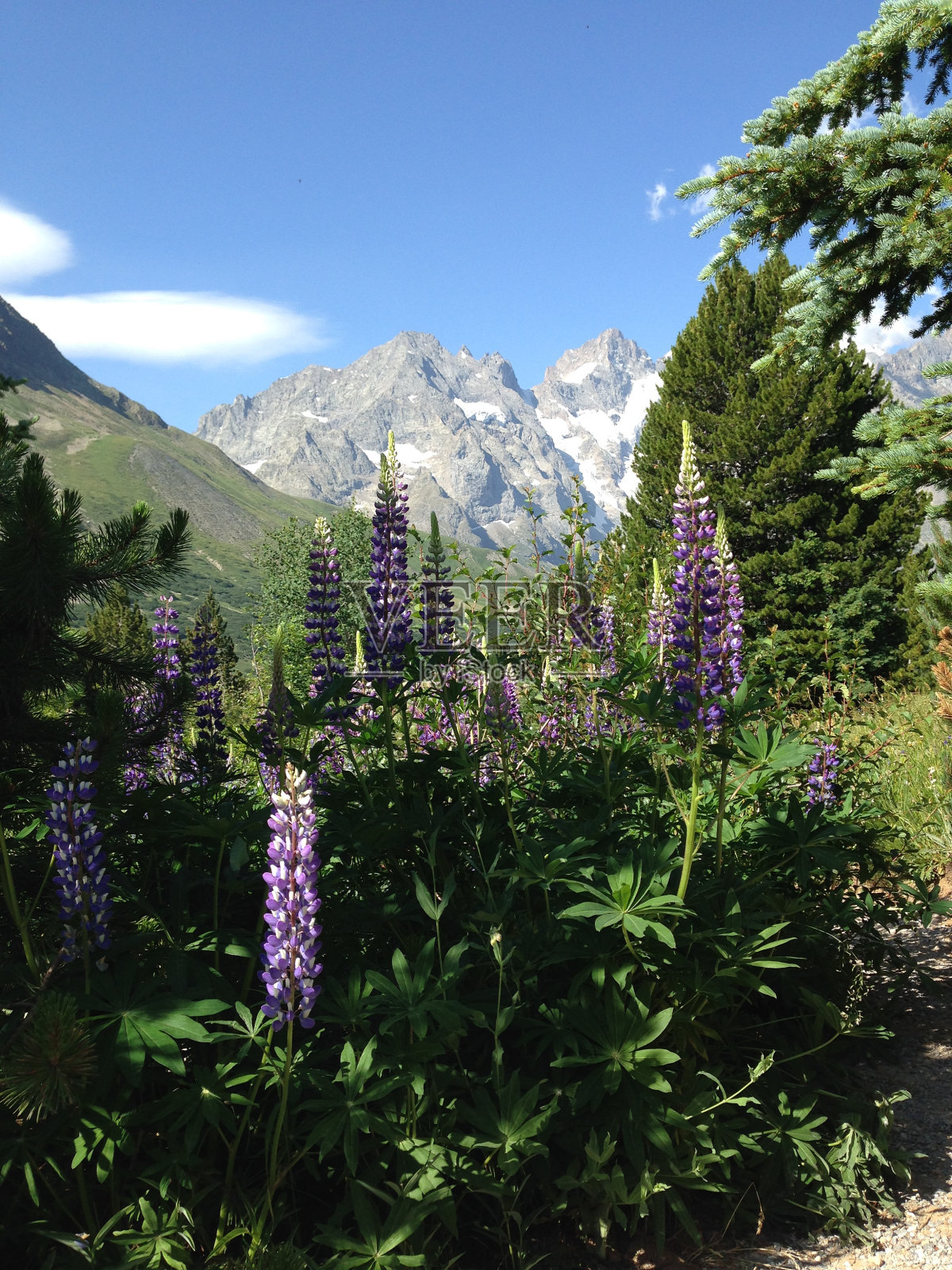 蓝天下紫花植物景观照片摄影图片