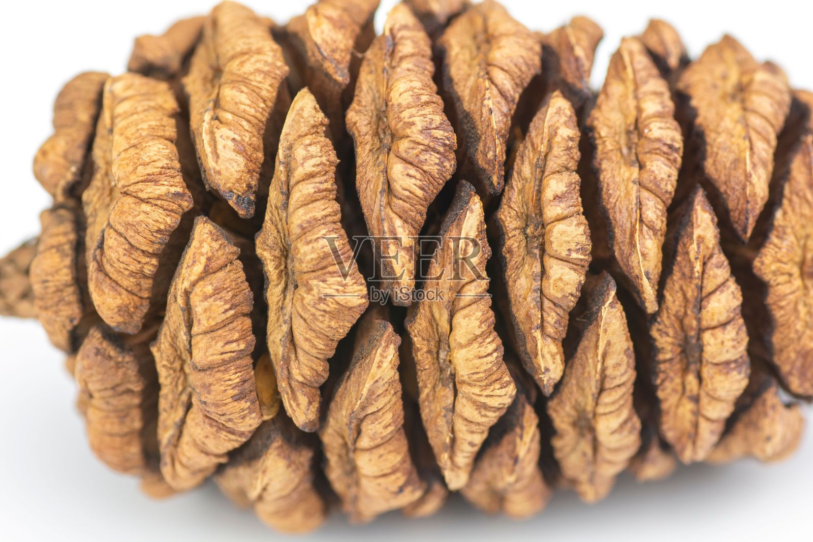 白色背景上孤立的红杉锥的特写镜头照片摄影图片