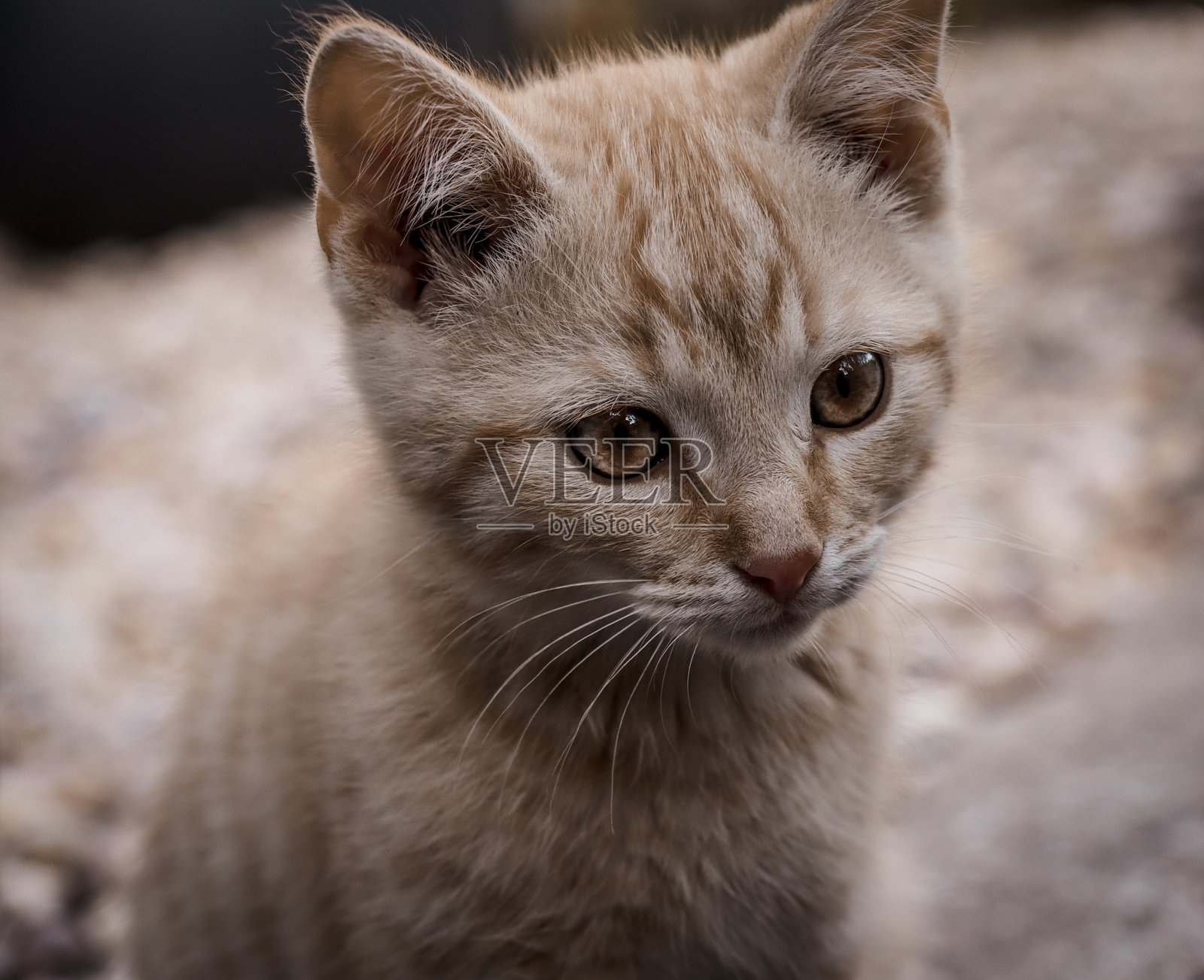 红色的猫照片摄影图片