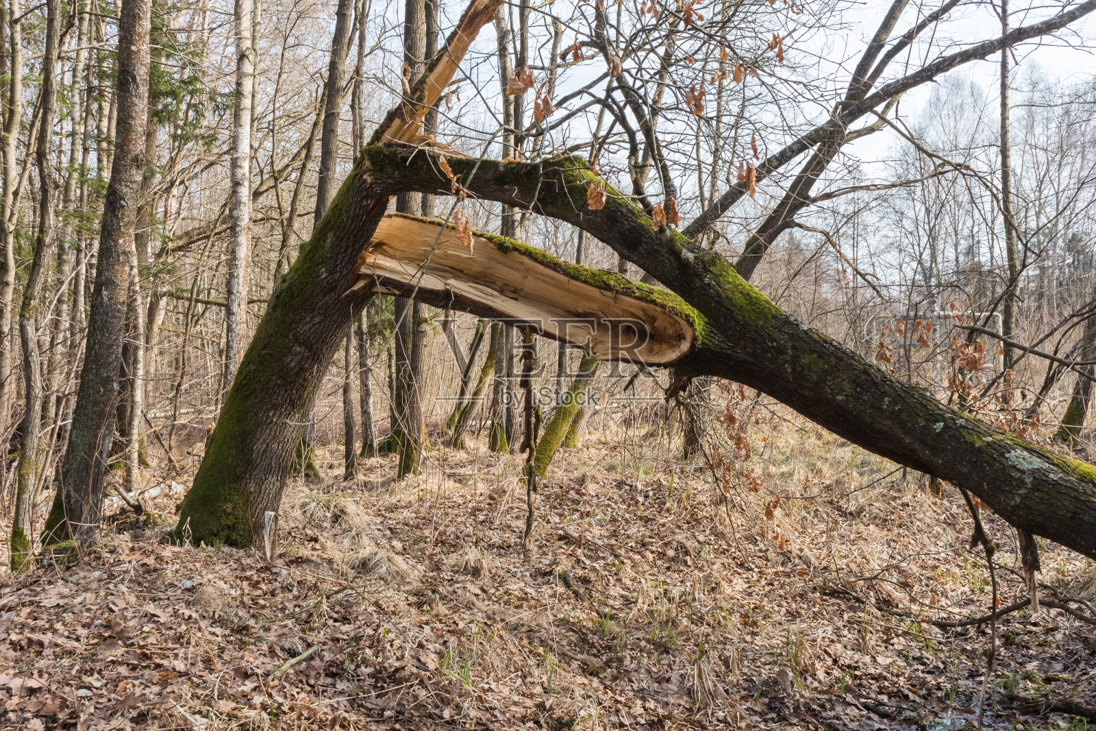 树照片摄影图片
