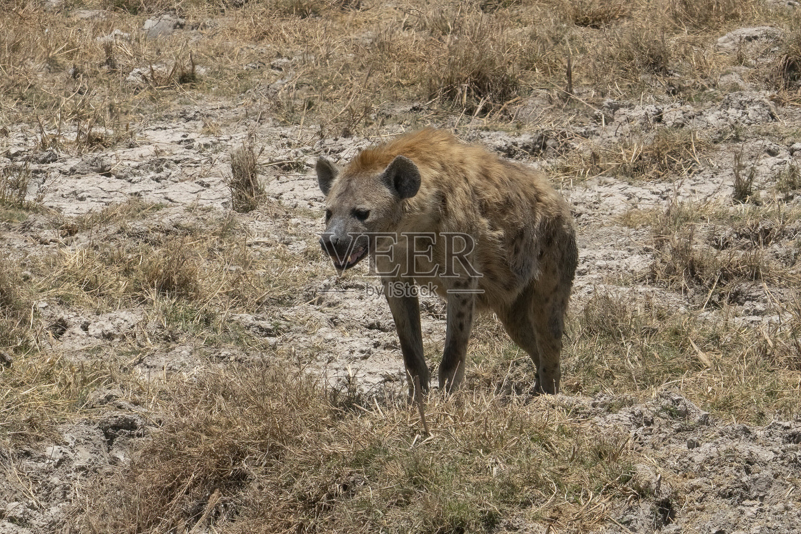 坦桑尼亚的一只斑点鬣狗照片摄影图片
