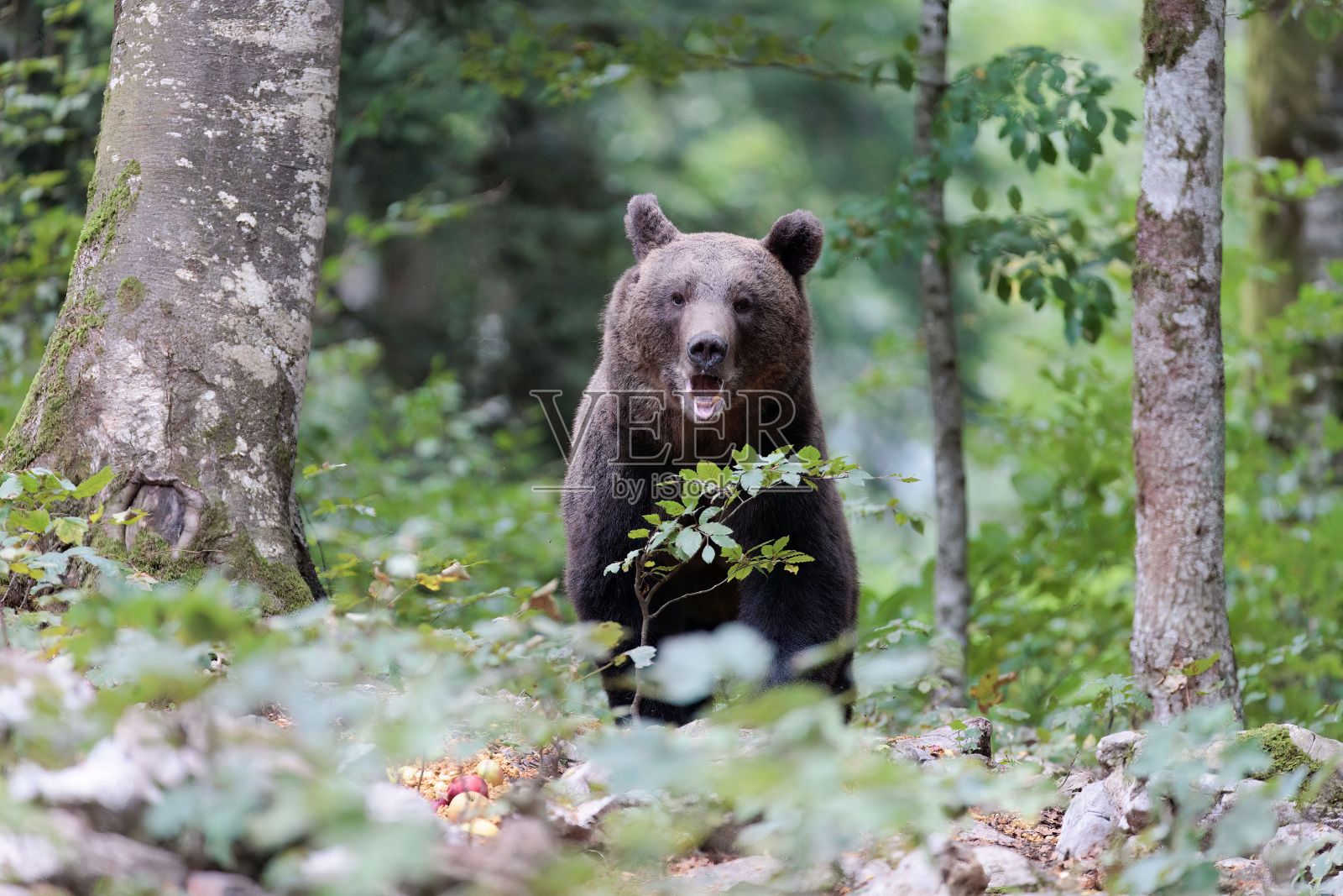 森林里一只可爱的熊的特写照片摄影图片
