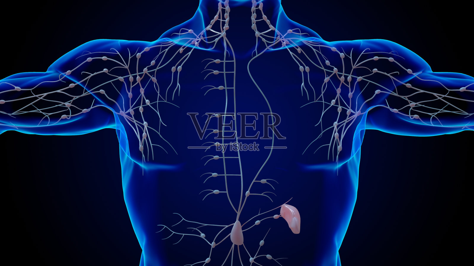 用于医学概念3D渲染的人体淋巴结解剖照片摄影图片
