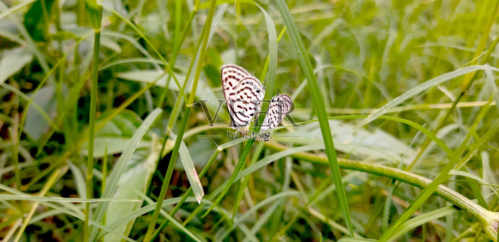 植物上蝴蝶特写镜头照片摄影图片