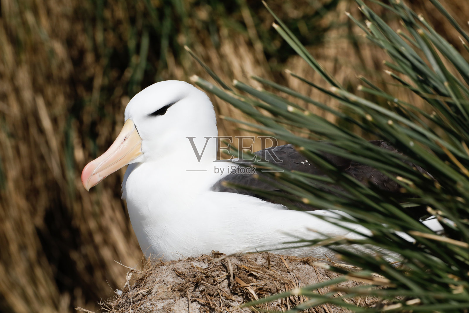 在福克兰群岛筑巢的黑眉信天翁。南极洲。照片摄影图片