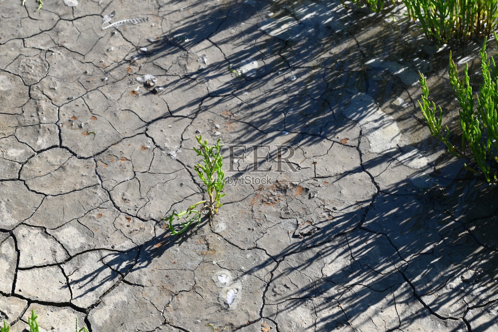 干燥开裂的土地,由于缺少雨水而干燥。照片摄影图片