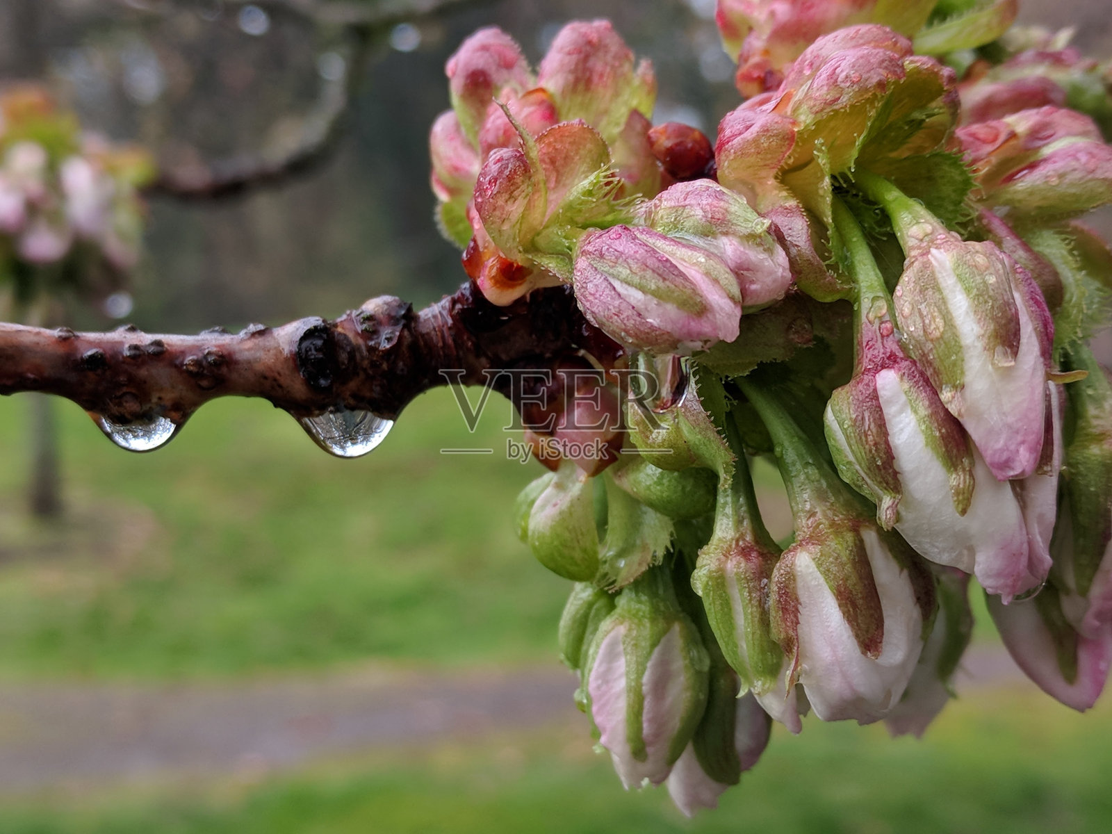 粉红色的花和雨滴照片摄影图片