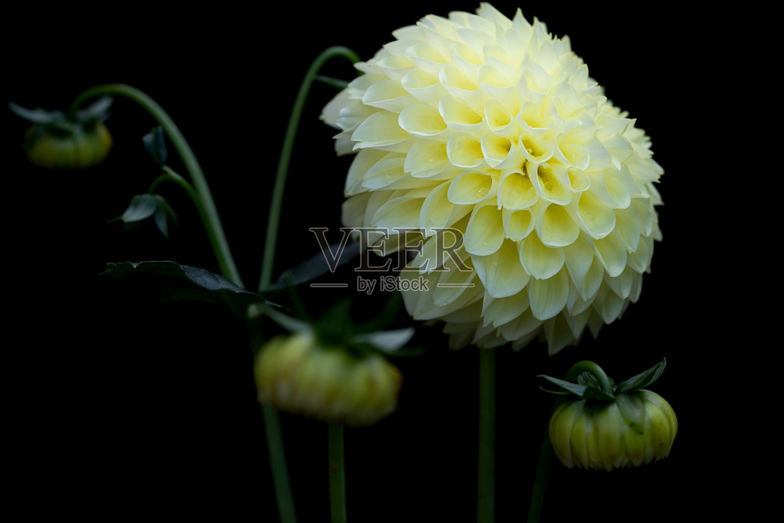 白色大丽花的特写镜头照片摄影图片