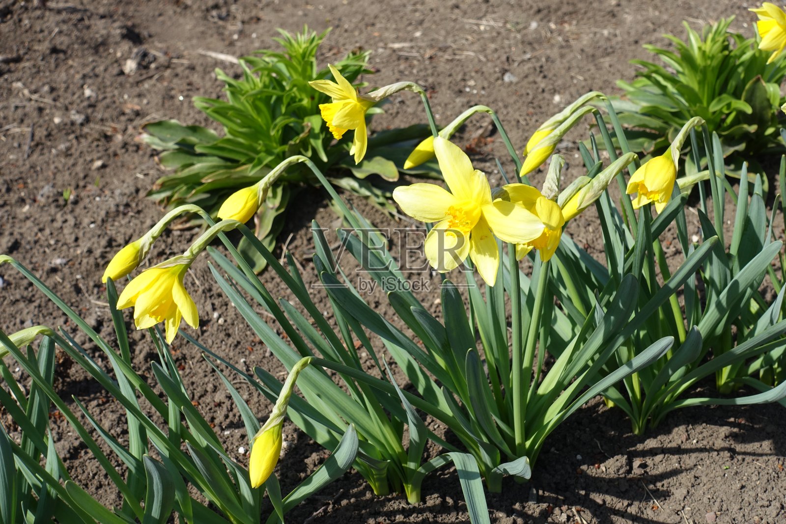 三月中旬盛开的黄色普通水仙花照片摄影图片