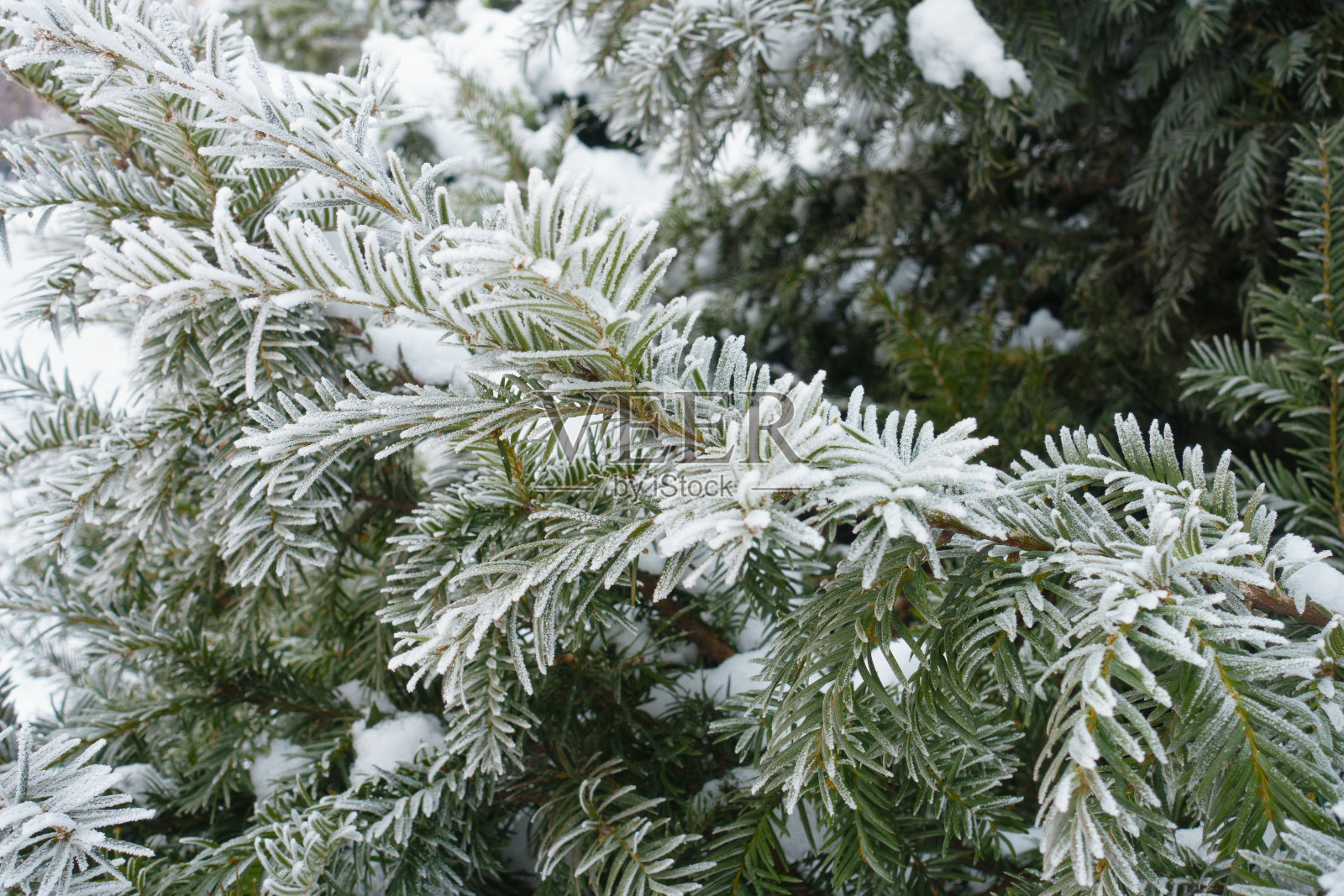一月中旬欧洲红豆杉枝上的白霜照片摄影图片