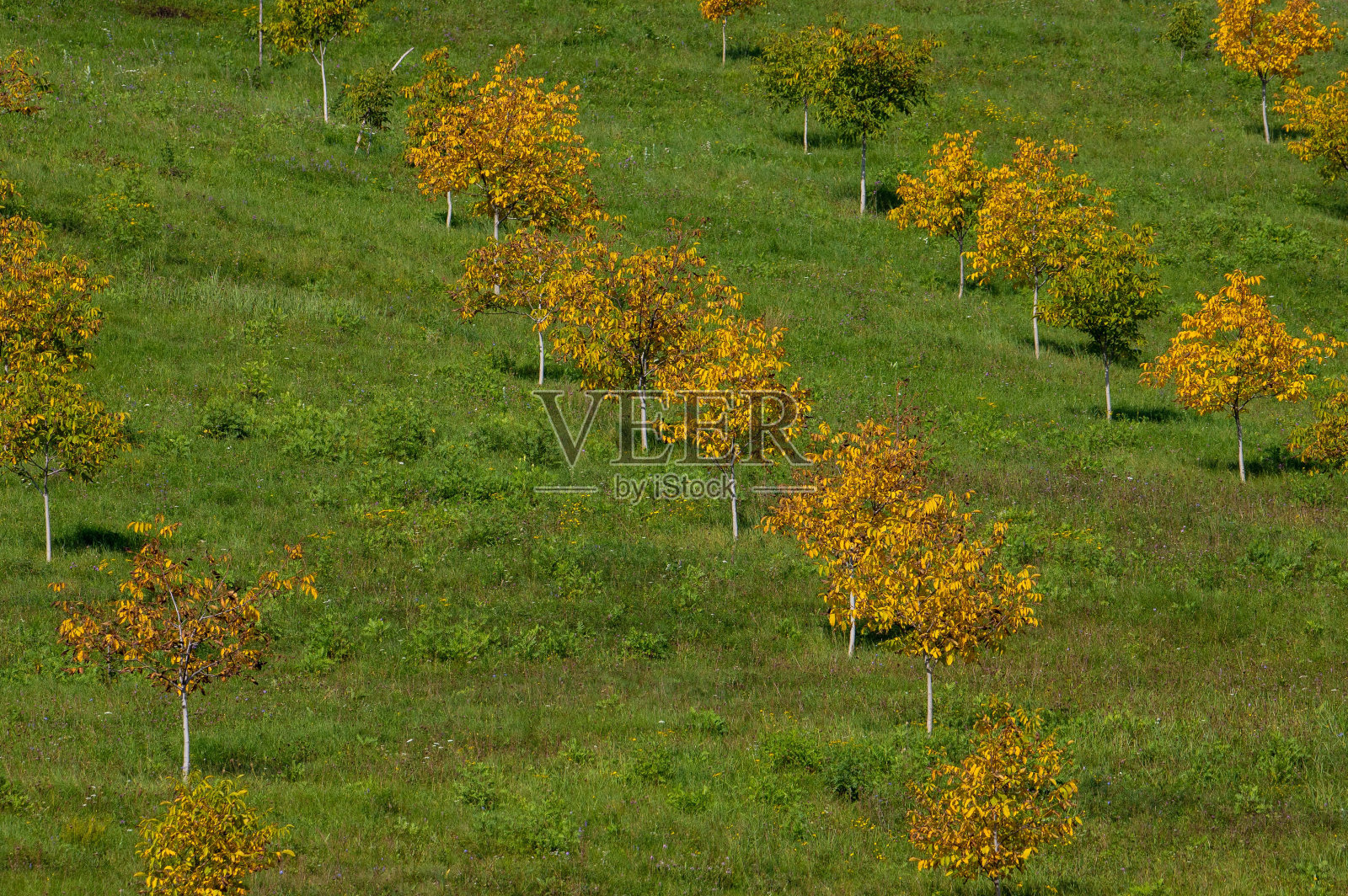 秋天嫩绿的核桃园的美丽照片照片摄影图片