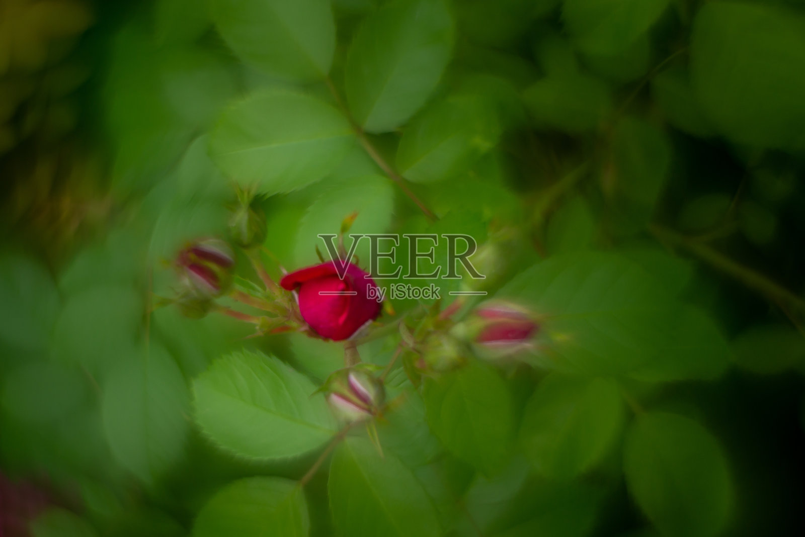 花卉和植物旋转散景巨型太阳神。照片摄影图片