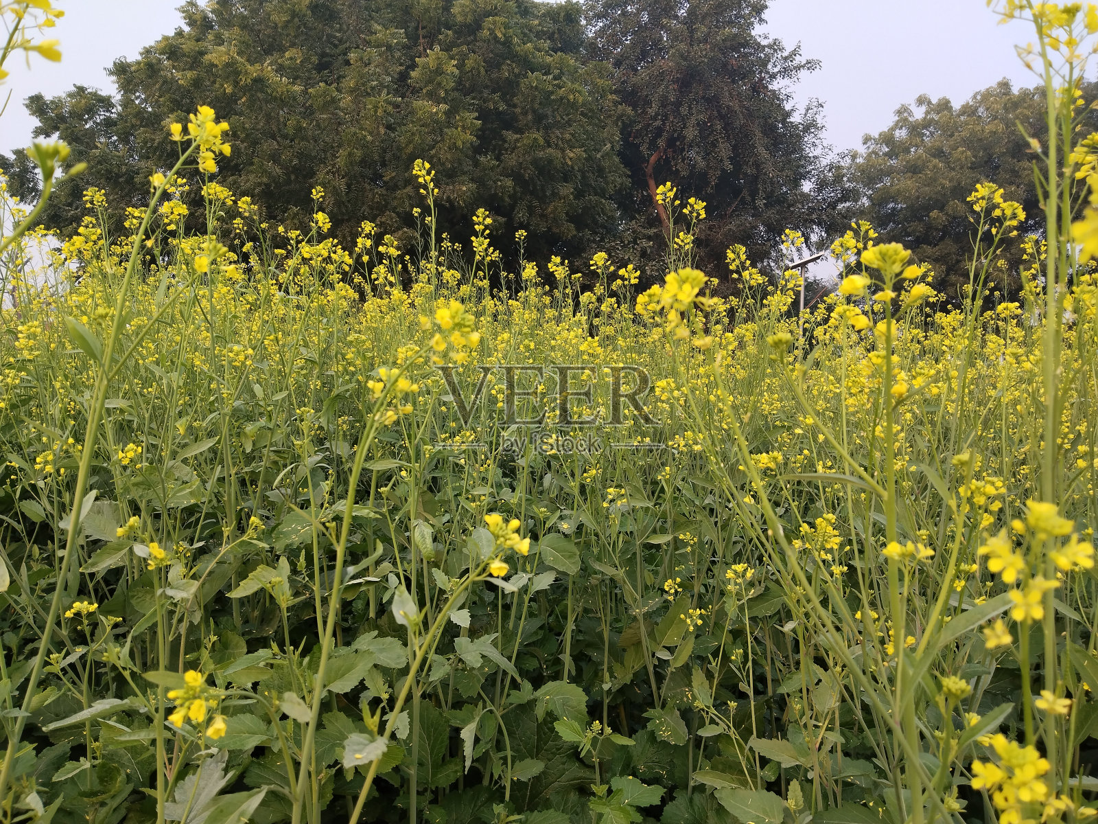 印度北方邦农村地区的芥菜花田。照片摄影图片