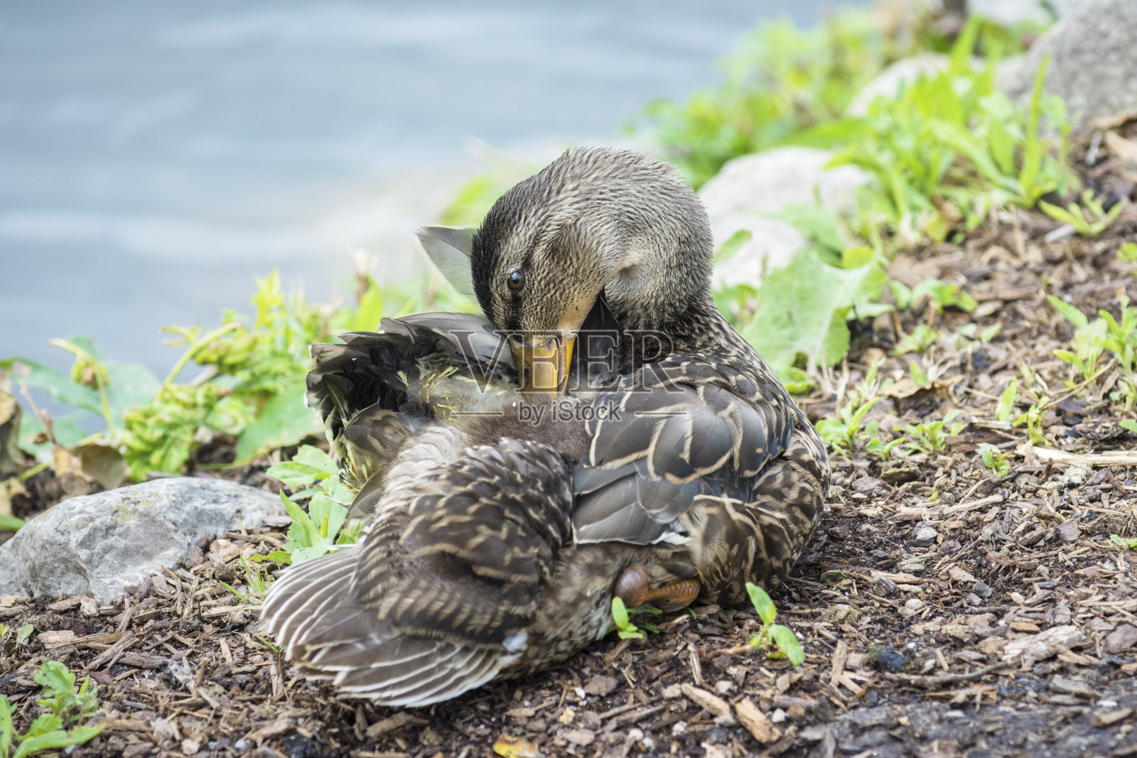 雌绿头鸭(鸭嘴鸭)梳妆照片摄影图片