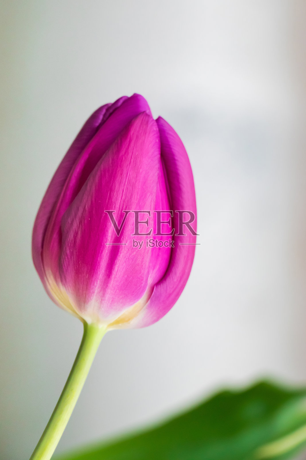 郁金香花的近景。在家里种郁金香。照片摄影图片