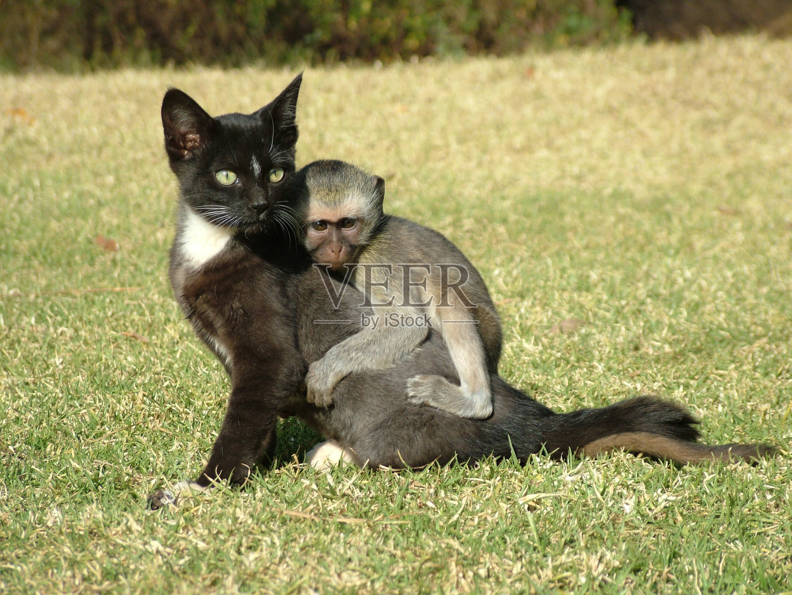 动物群:猫和收养的长尾猴照片摄影图片