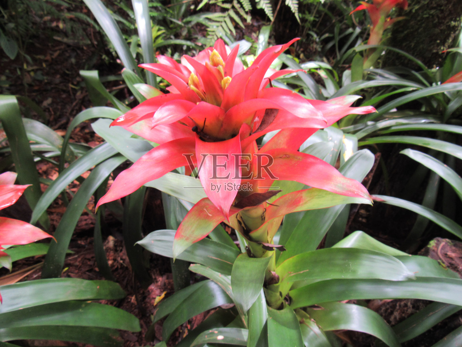 巴西的花朵。照片摄影图片