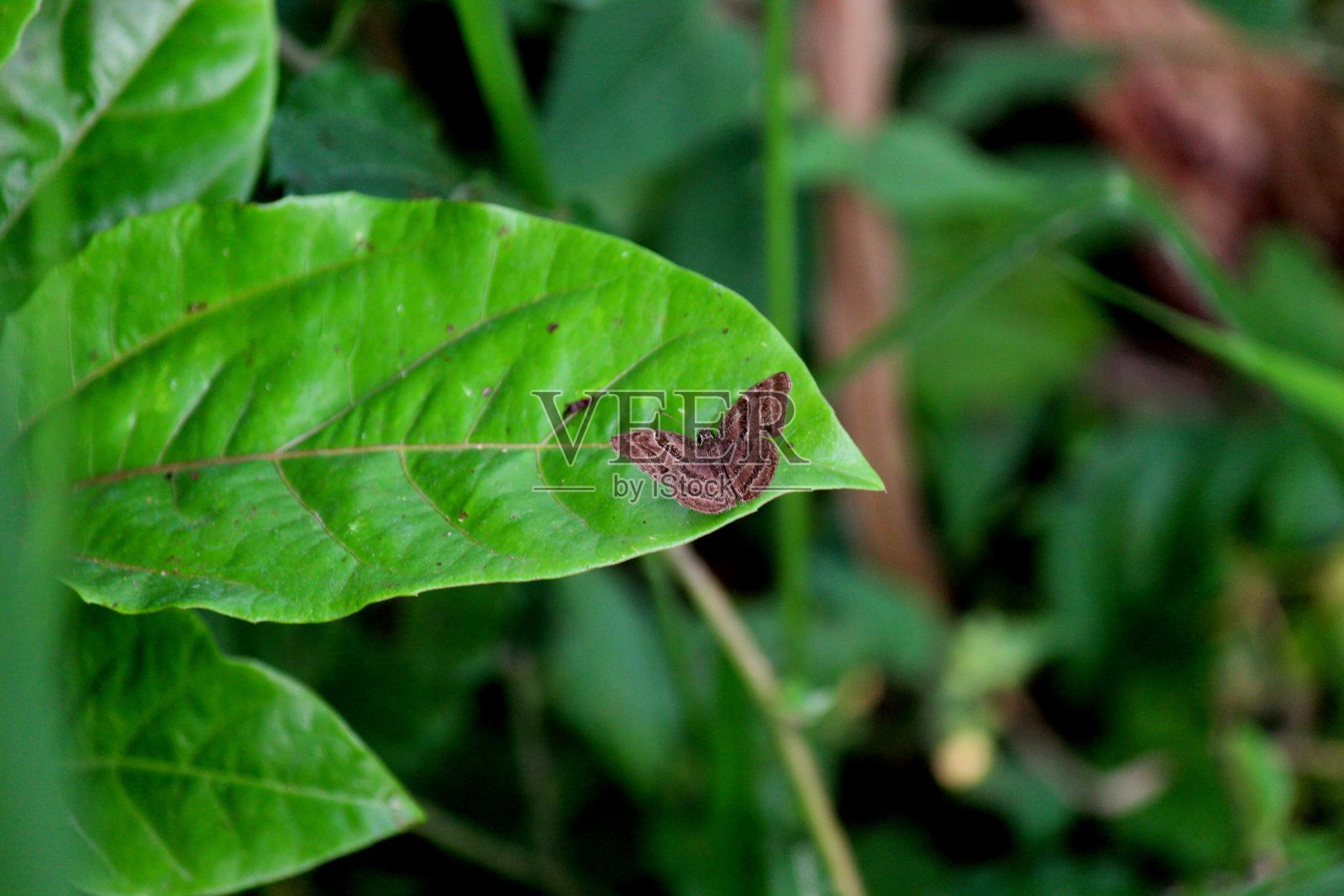 insect butterfly – rhopalocera照片摄影图片