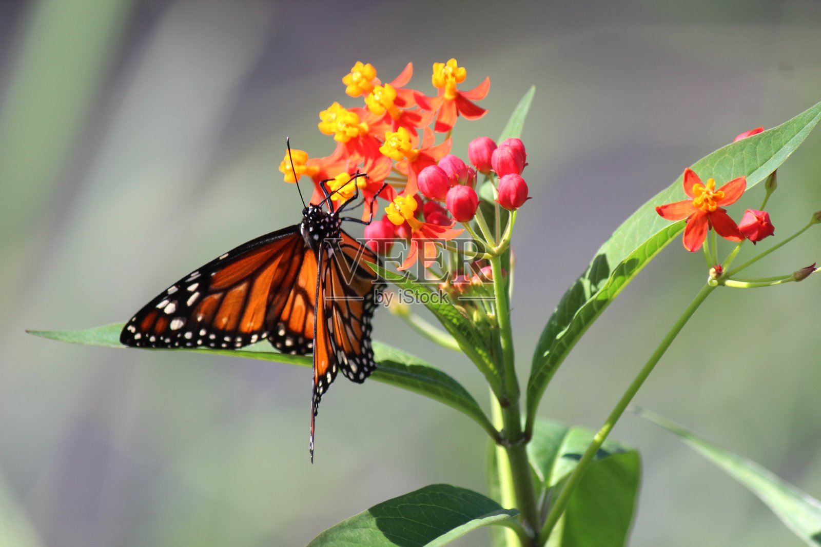 insect butterfly – rhopalocera照片摄影图片