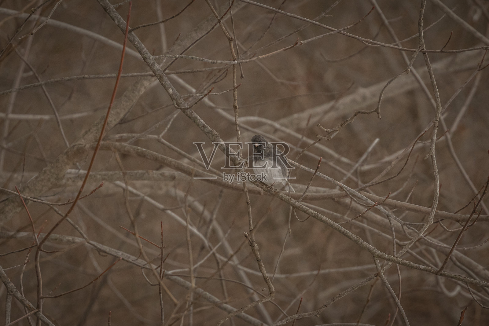 黑眼睛的Junco栖息在树枝上照片摄影图片