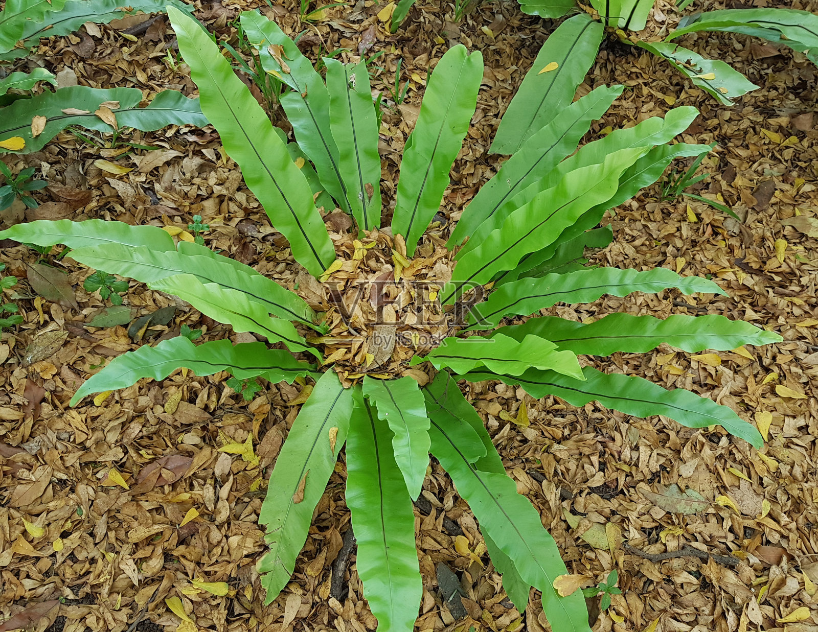 脾病灶照片摄影图片