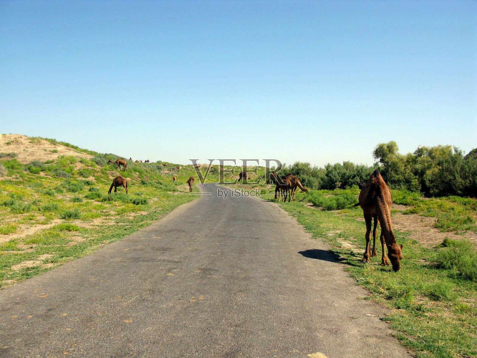 单峰骆驼——它是三种骆驼中最高的照片摄影图片