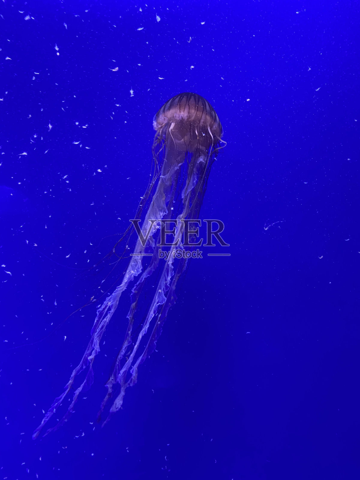 水母照片摄影图片