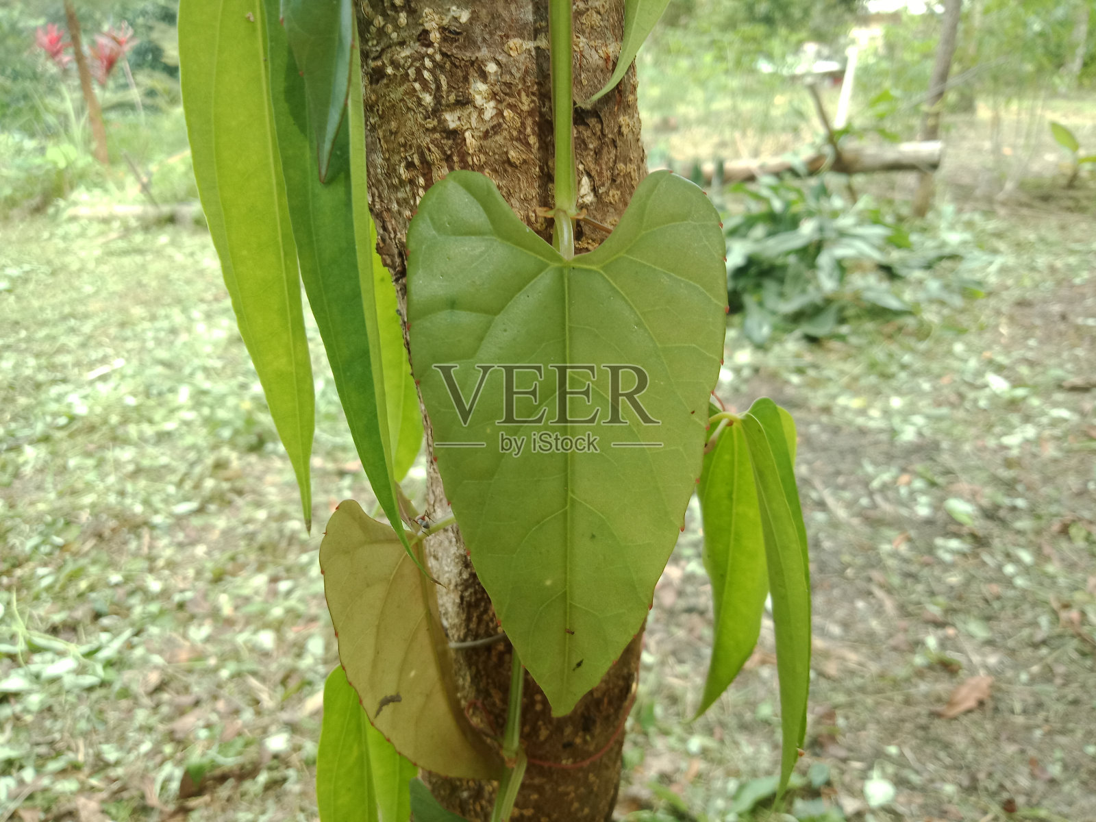 爱情形状的叶子蜷曲在树上照片摄影图片