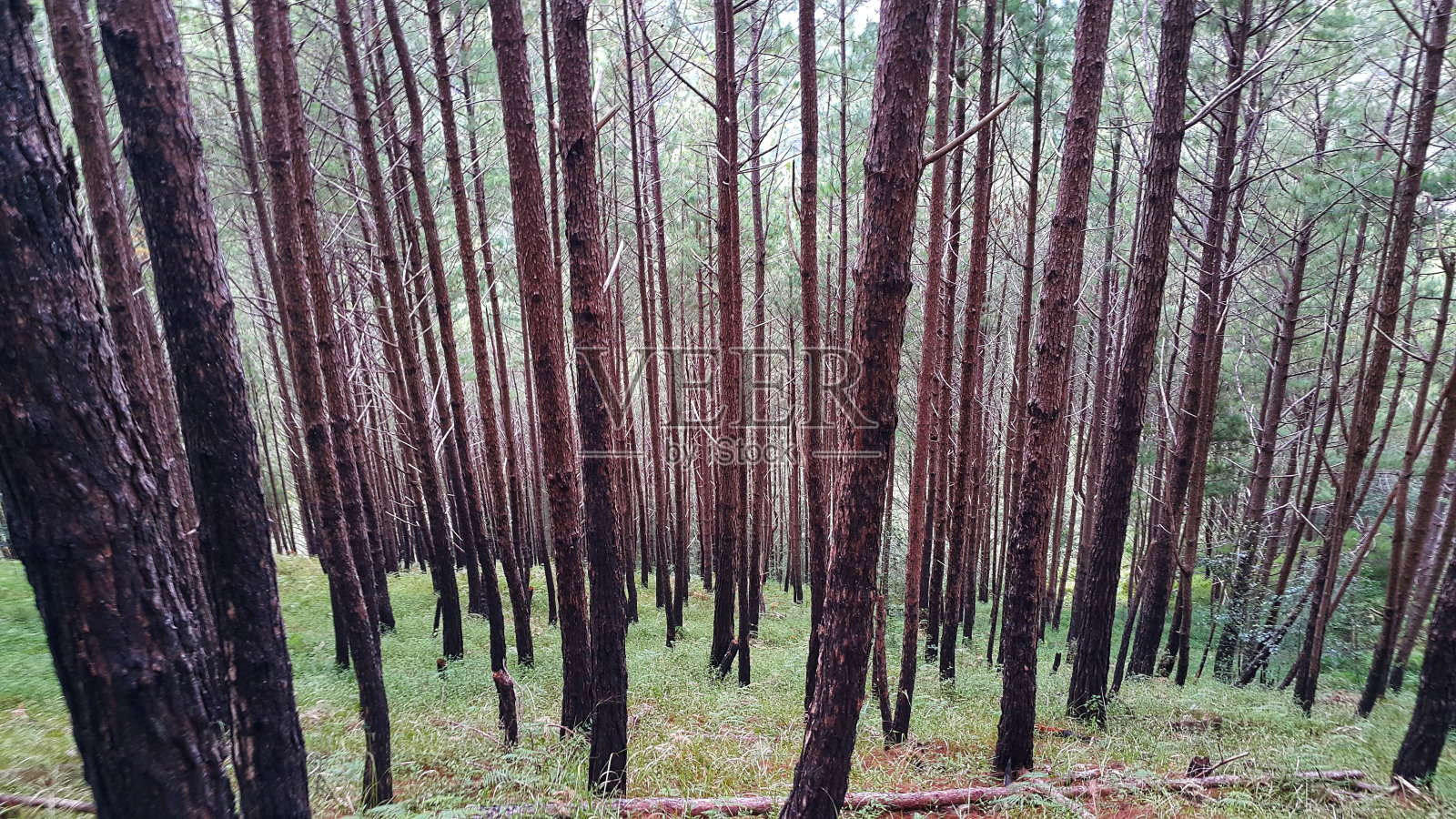 森林中生长的树木照片摄影图片