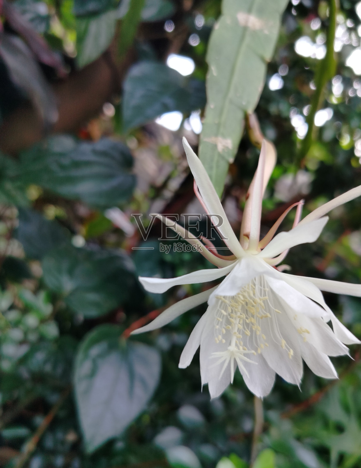 昙花pamilum照片摄影图片