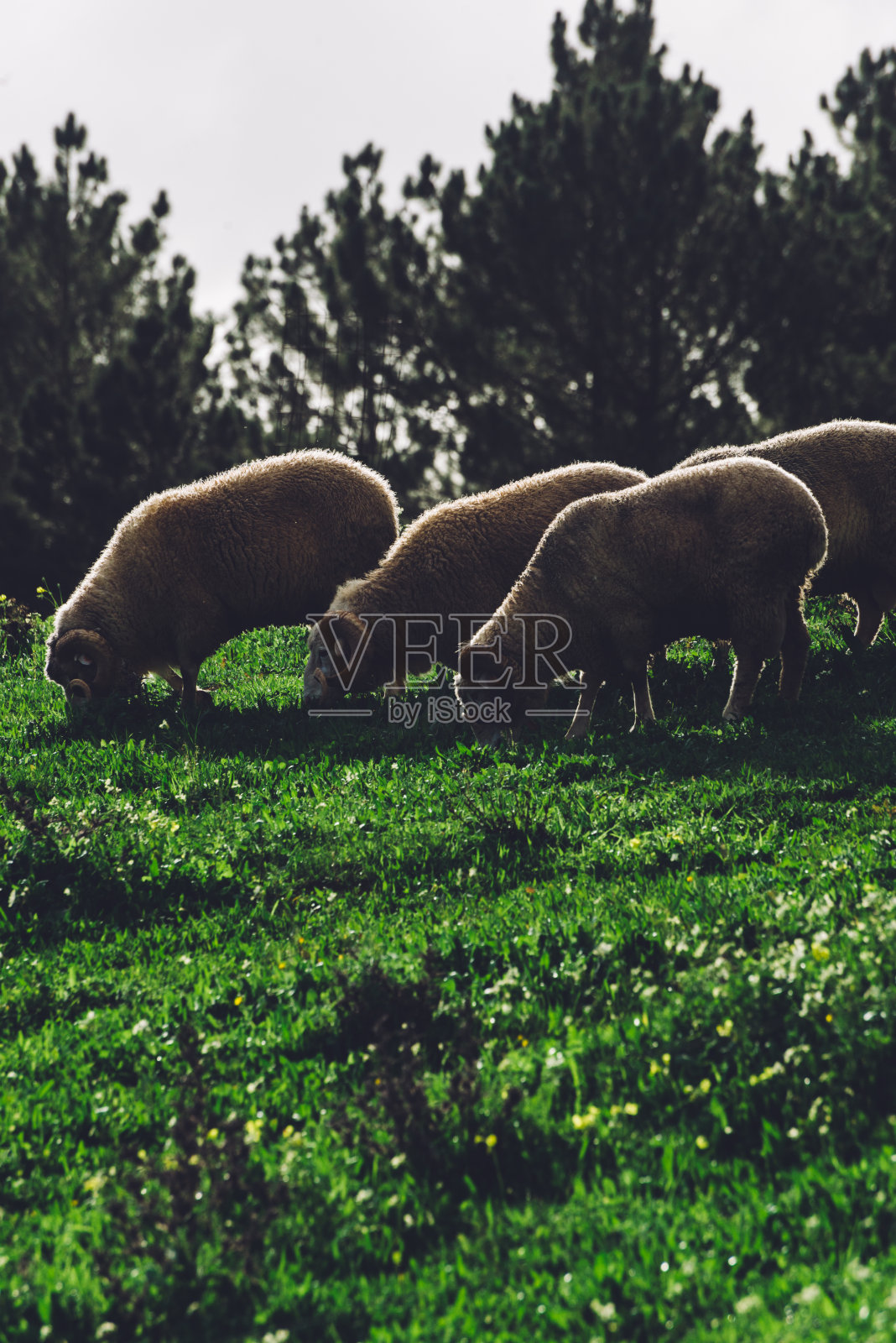在葡萄牙捕获的一群羊照片摄影图片