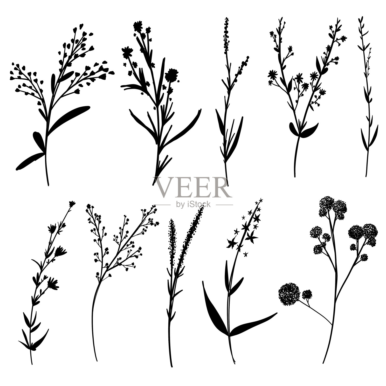 大集植物开花花卉元素。树枝,叶子,草药,野生植物,花。花园,草地,田野收集树叶,树叶,树枝。布鲁姆矢量插图孤立在白色背景上设计元素图片