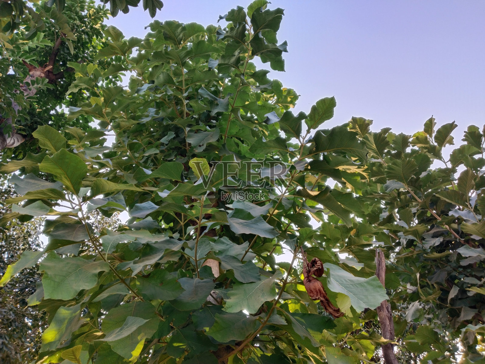 印度村庄的柚木树照片摄影图片