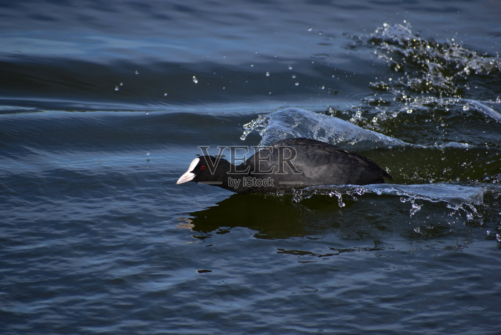 一种叫白骨顶的鸟的肖像照片摄影图片