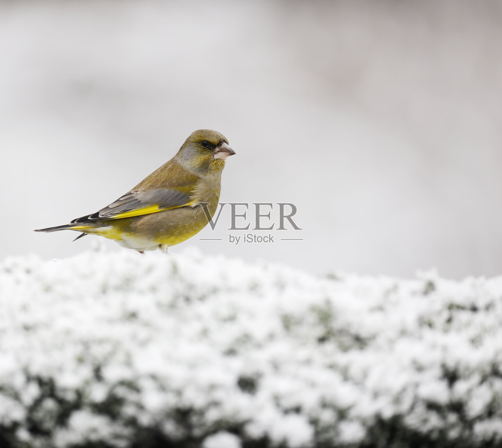 欧洲金翅雀冬季照片摄影图片