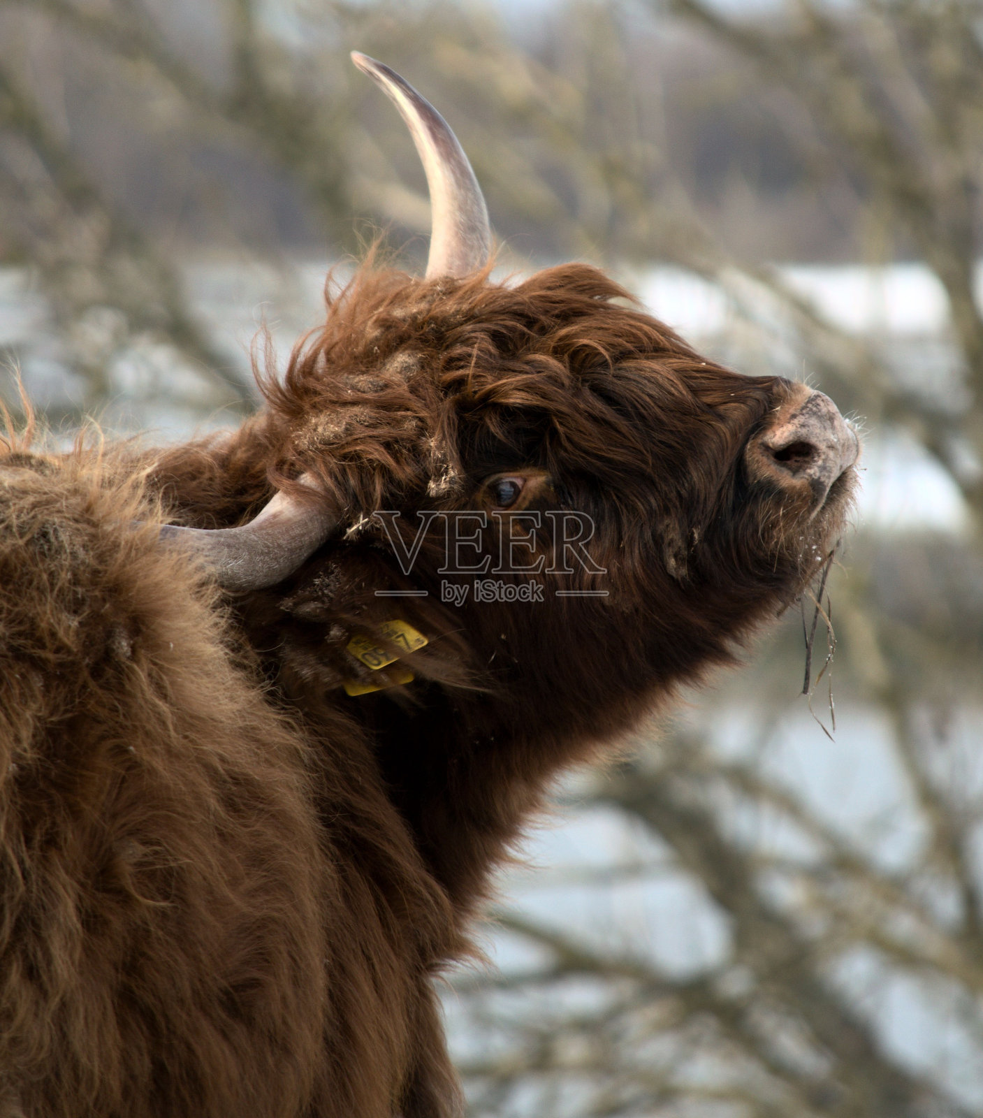 冬天的高地牛照片摄影图片