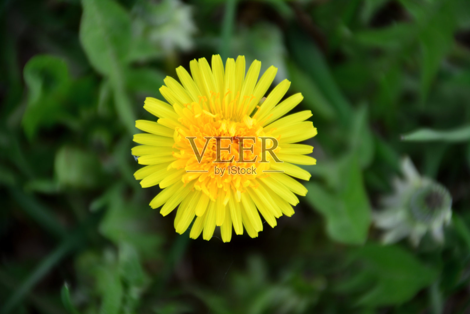 黄蒲公英的花头孤立在草地上,大型照片摄影图片