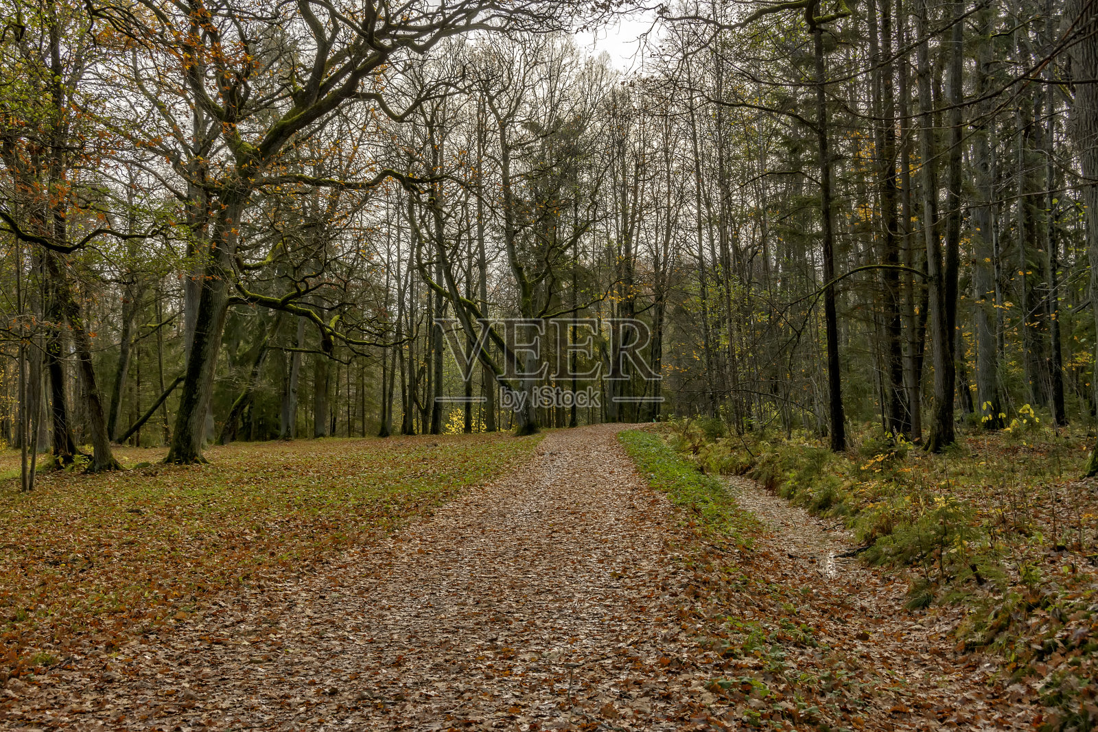 谢尔盖夫卡公园的秋天风景照片摄影图片