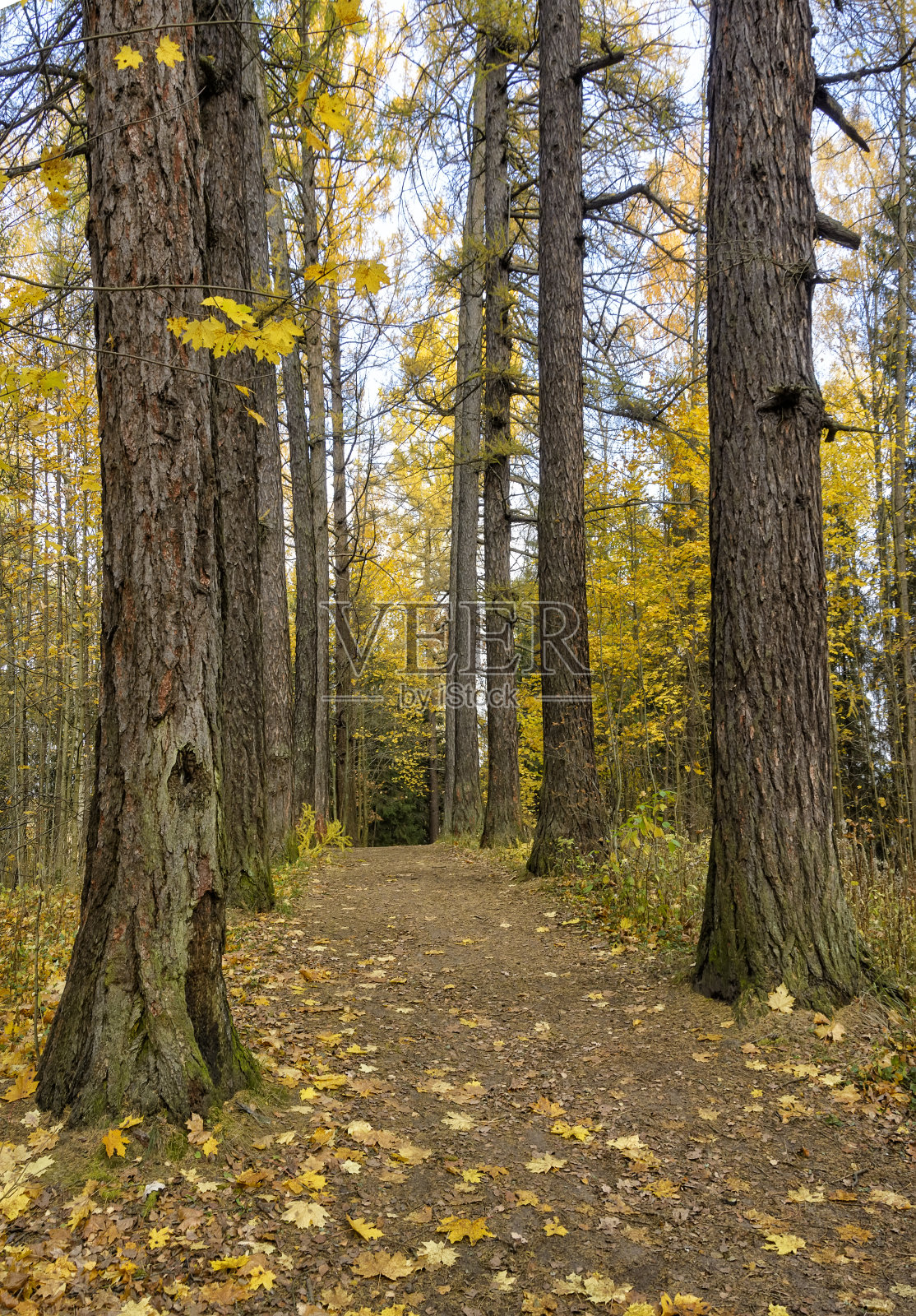 圣彼得堡历史公园阿斯彭树林的秋景照片摄影图片