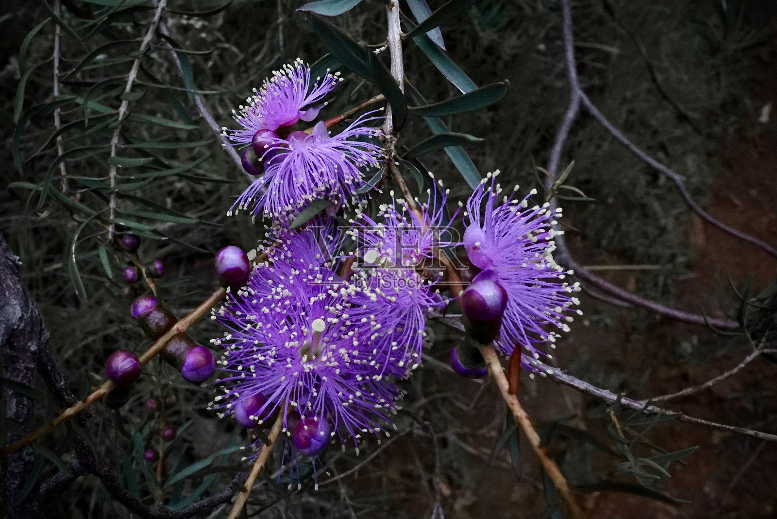 在澳大利亚珀斯的一片丛林中,软木状的蜜桃花的特写镜头照片摄影图片