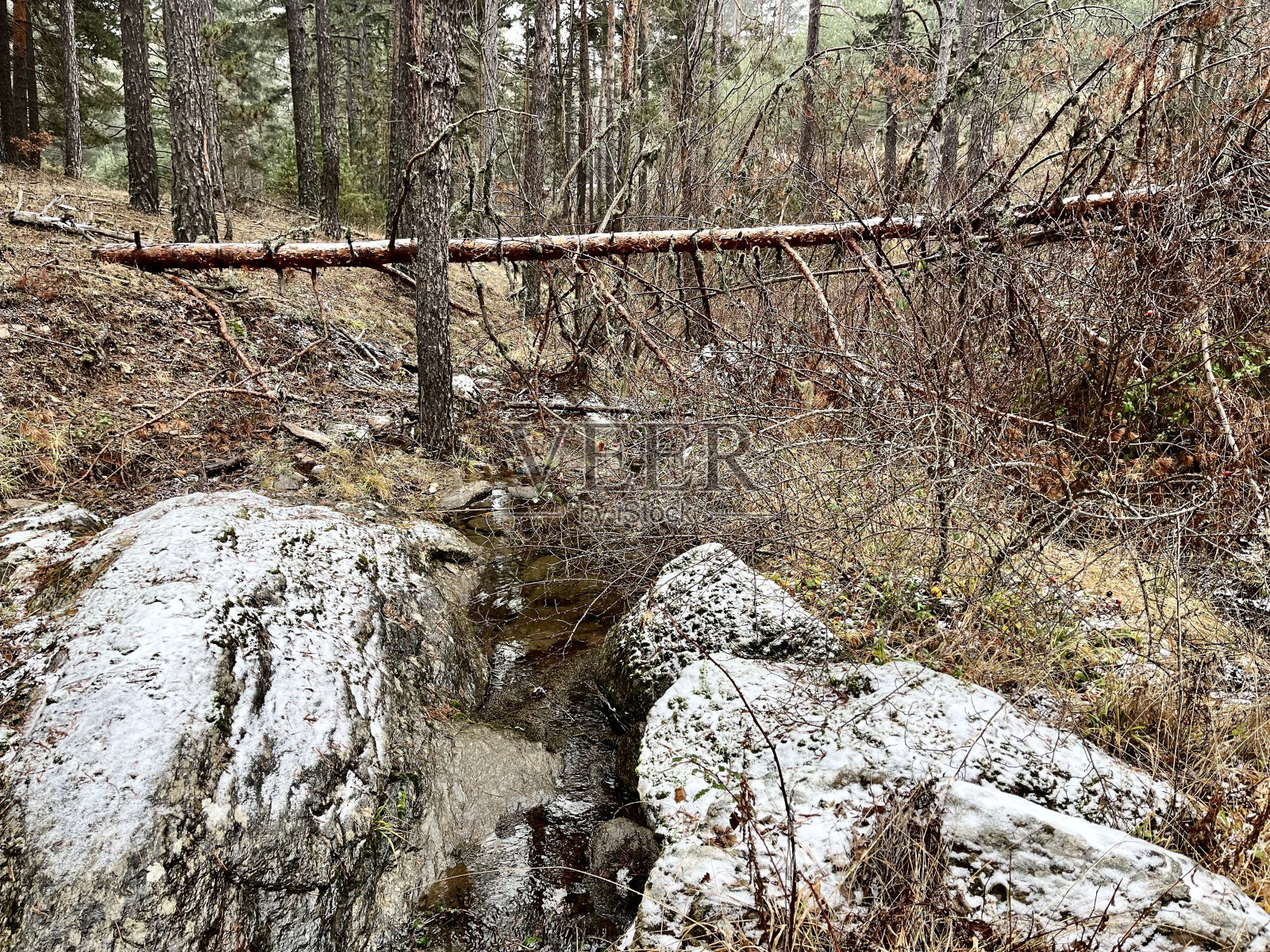 苏格兰松林照片摄影图片