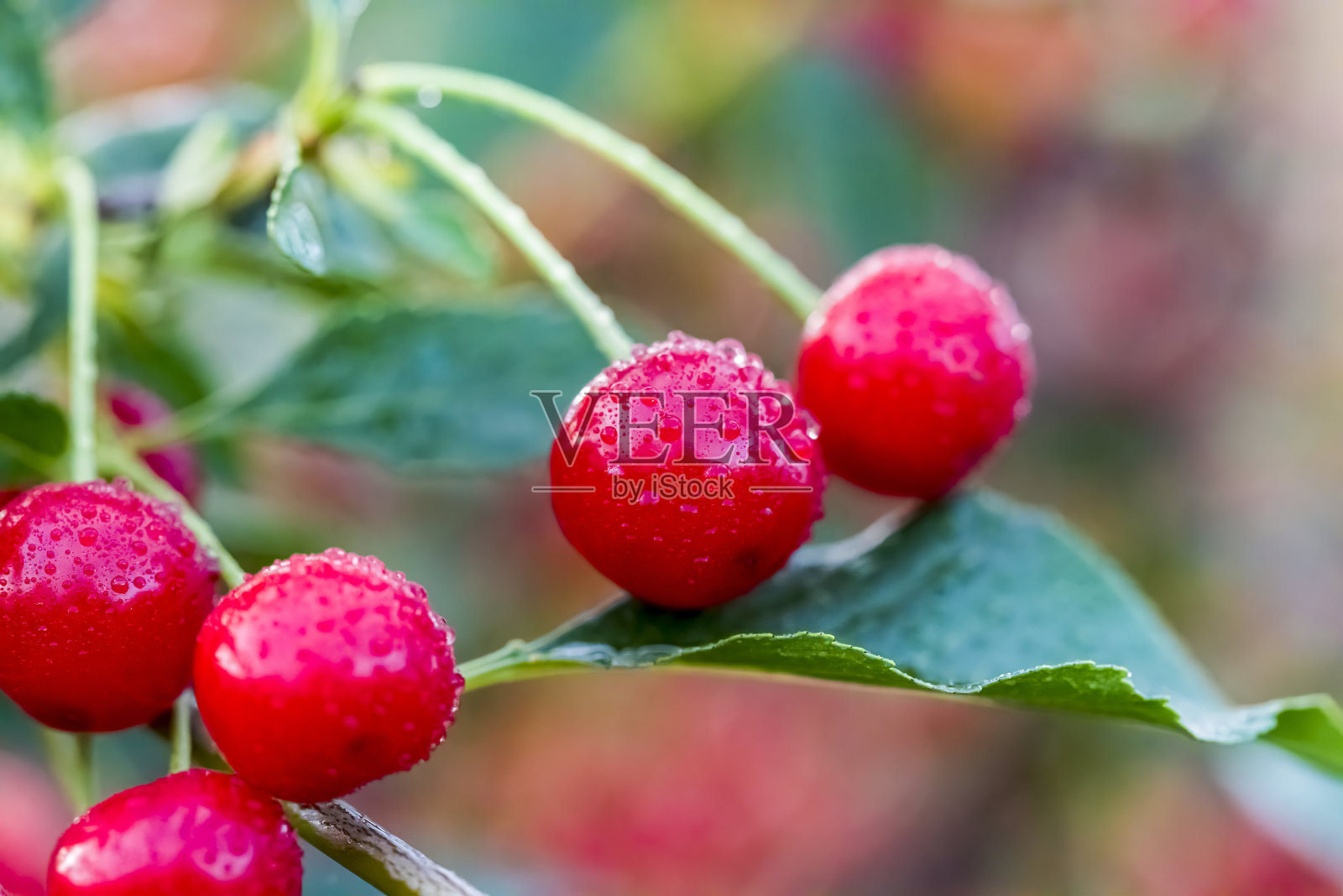 樱桃浆果,叶子在自然光线下的雨滴中照片摄影图片