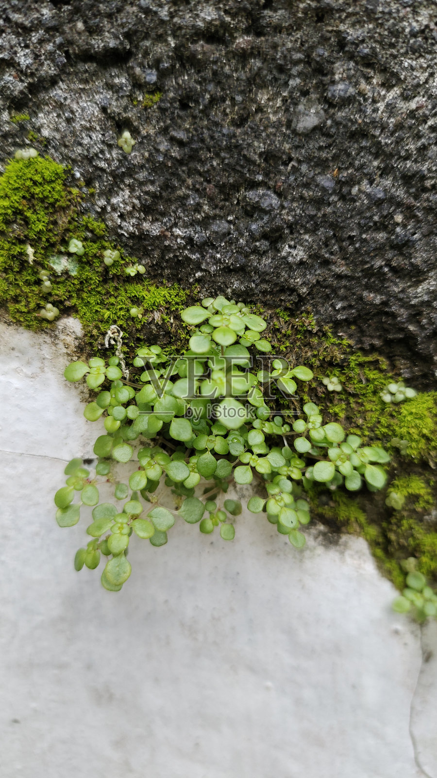 小叶绒毛蕨照片摄影图片