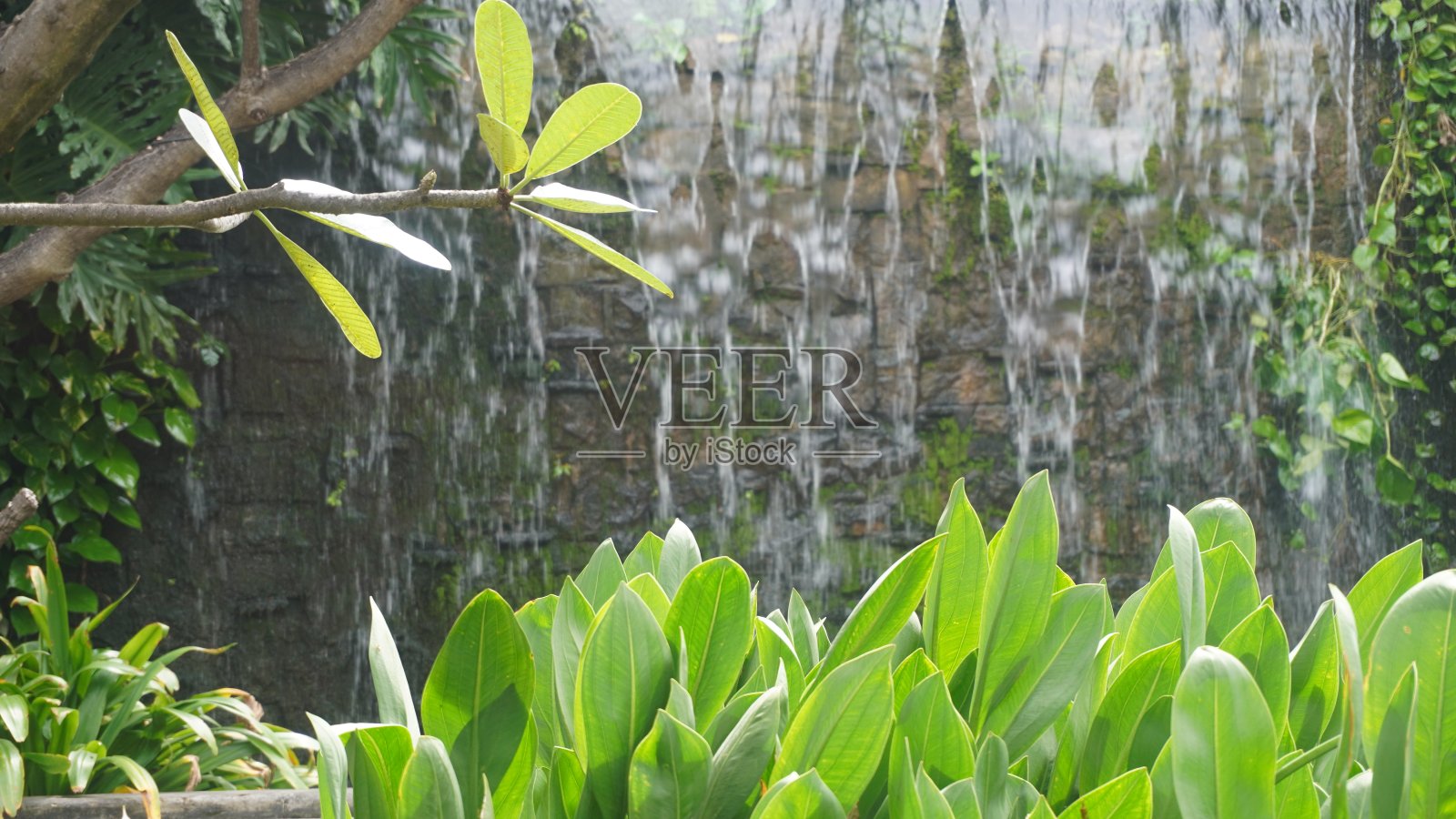 紫色的风信子花水在池塘与绿色喷泉背景。公园和花园照片摄影图片