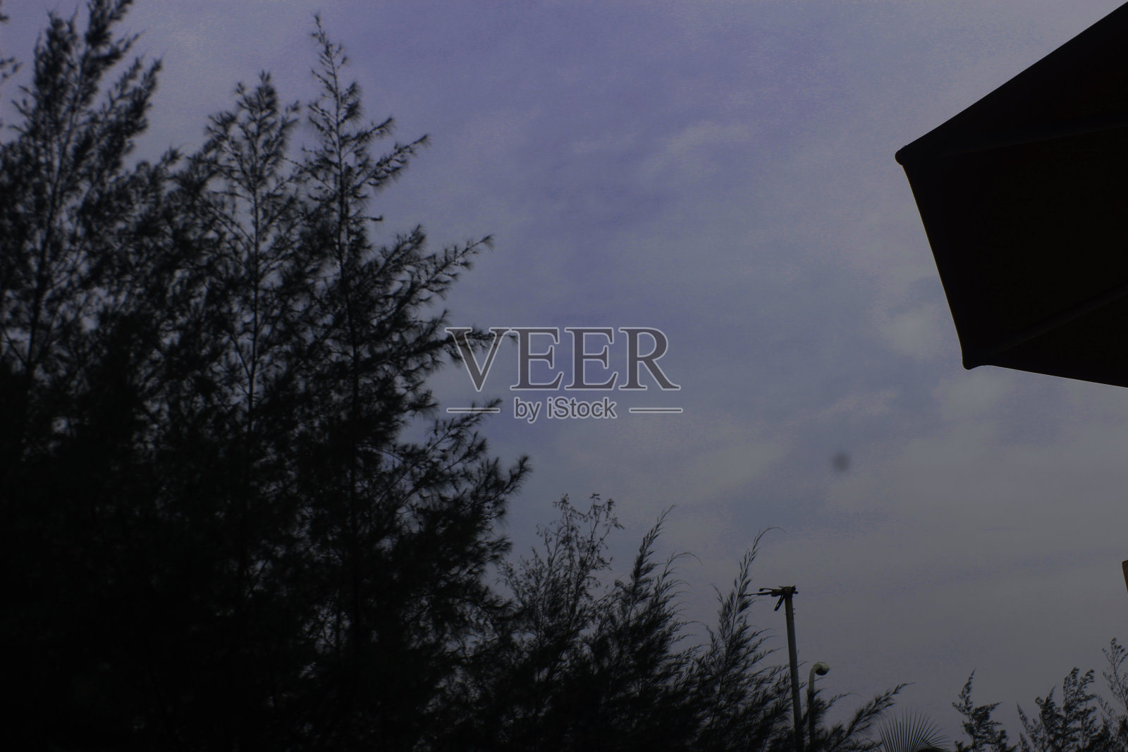 多云的天气和冷杉树照片摄影图片